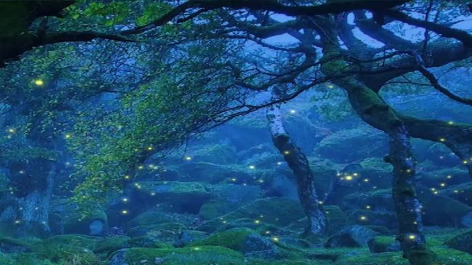 奇幻森林唯美场景视频素材
