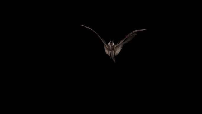 蝙蝠休息动画11