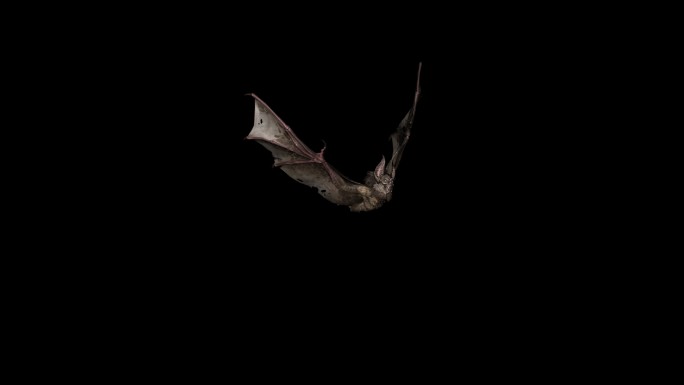 蝙蝠袭击动画08