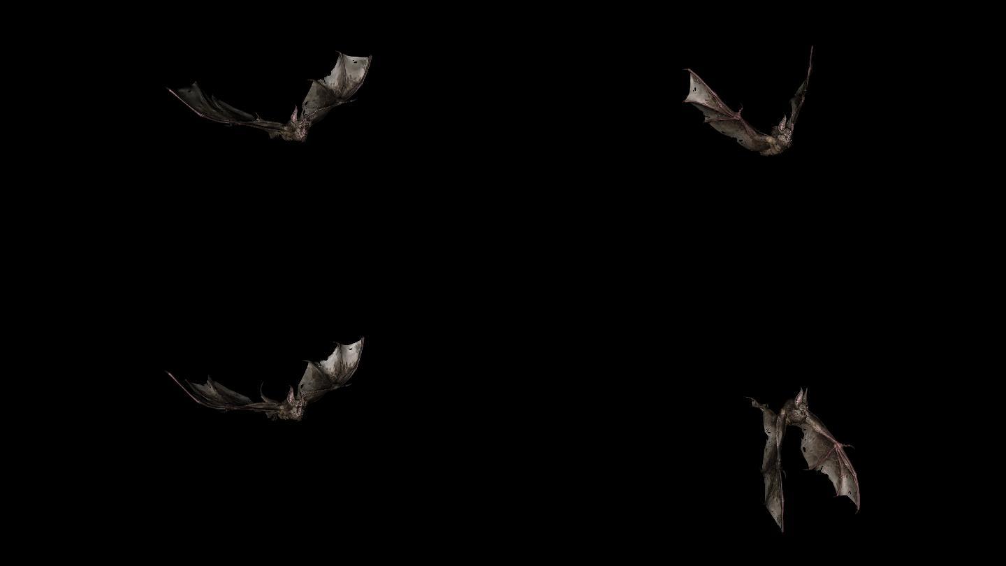 蝙蝠袭击动画08