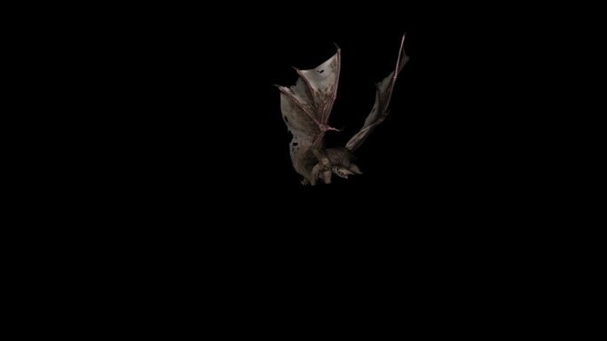 蝙蝠飞翔动画02