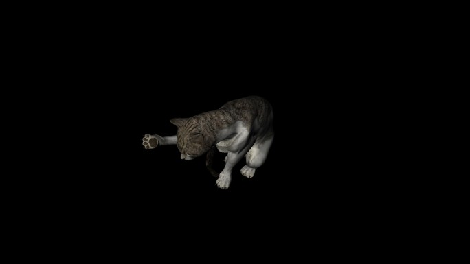 小猫休息动画08
