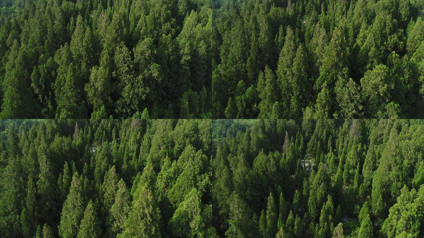 航拍近景森林树林1080P