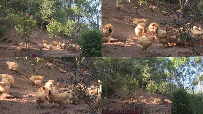 鸡鸡场散养鸡放养农场