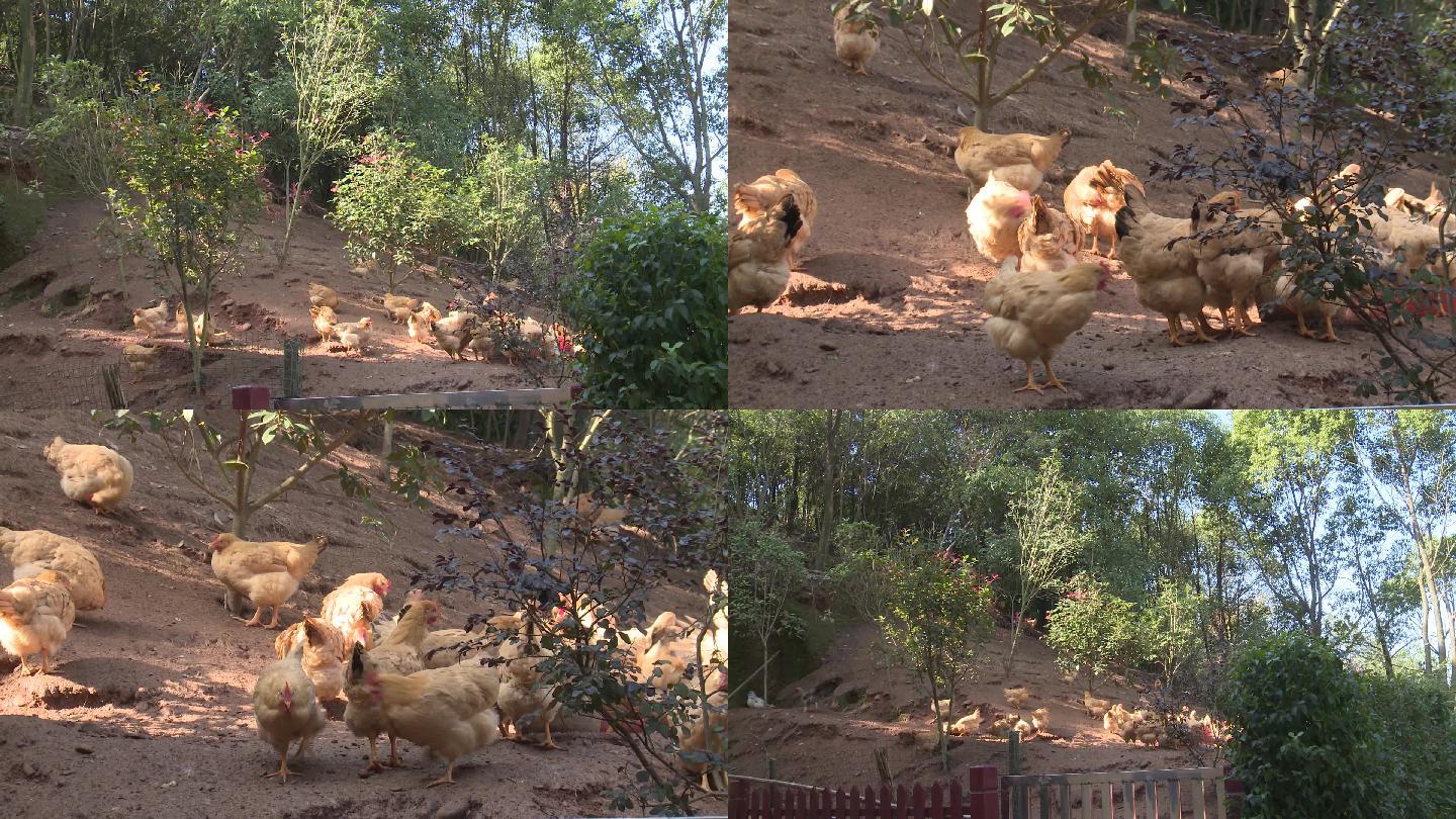 鸡鸡场散养鸡放养农场