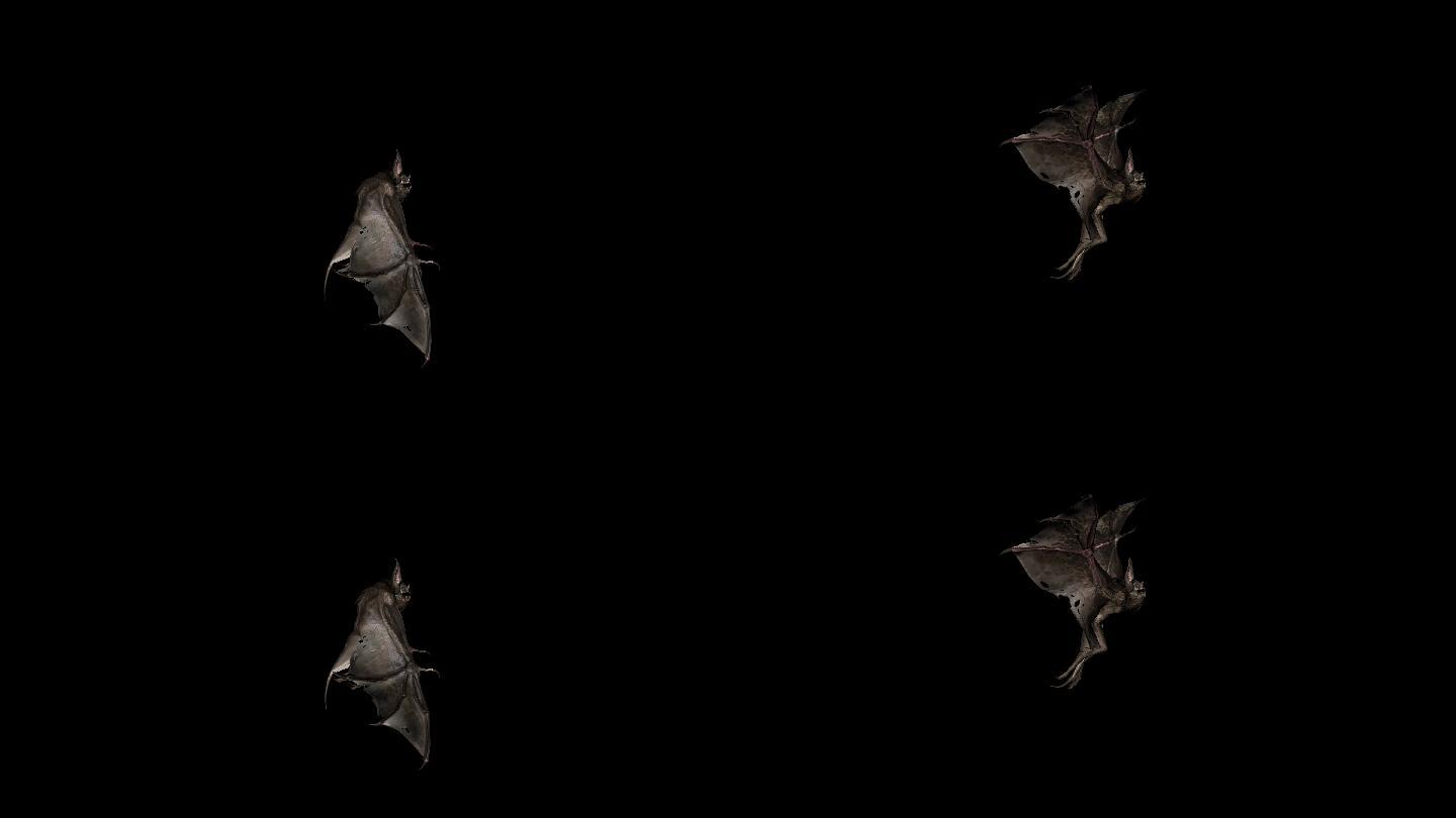蝙蝠休息动画09