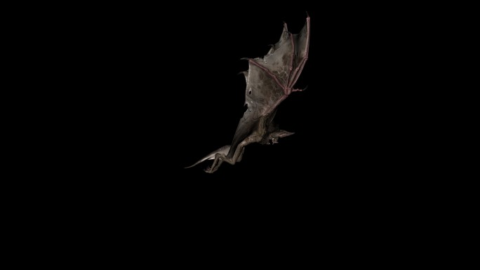 蝙蝠飞翔动画01