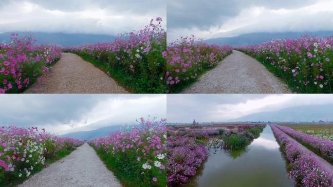 湿地鲜花小道视频乌云笼罩的紫溪湿地花路