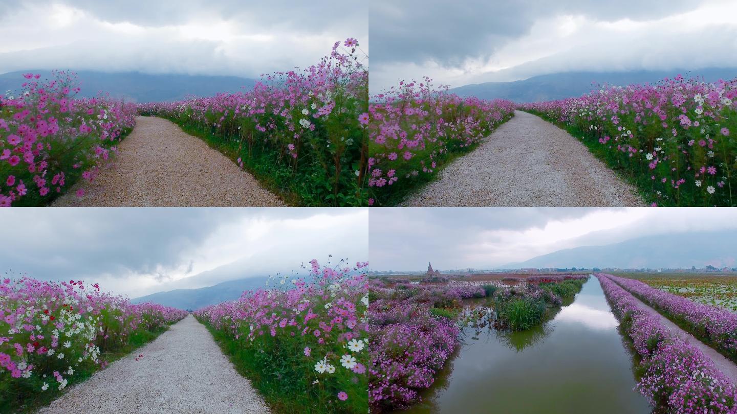 湿地鲜花小道视频乌云笼罩的紫溪湿地花路