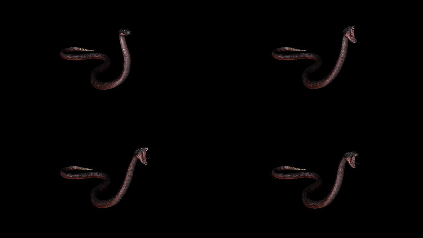 红蛇休息动画04