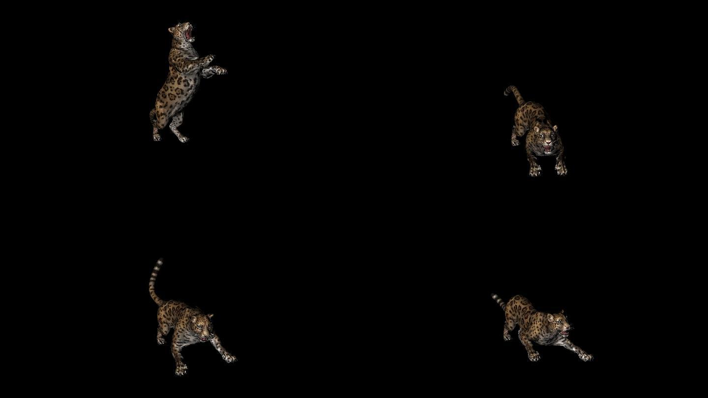 棕色美洲豹攻击动画06