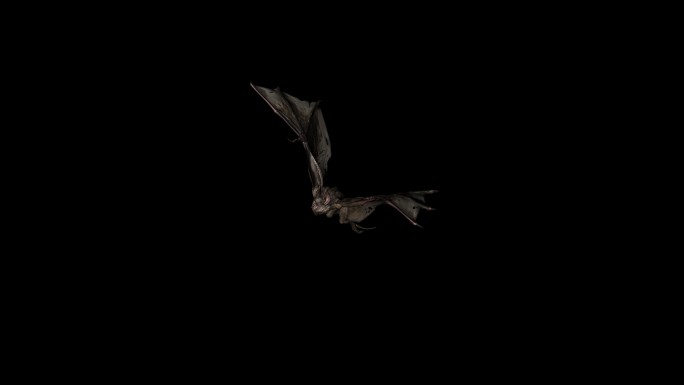 蝙蝠休息动画12