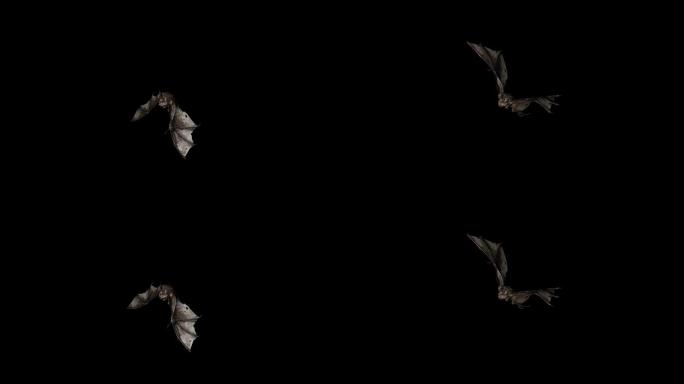 蝙蝠休息动画12
