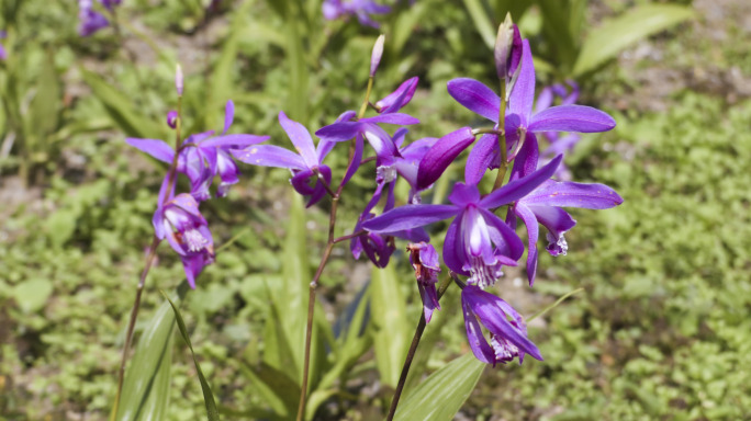 原创4K白芨 中药材种植 人工种植白芨