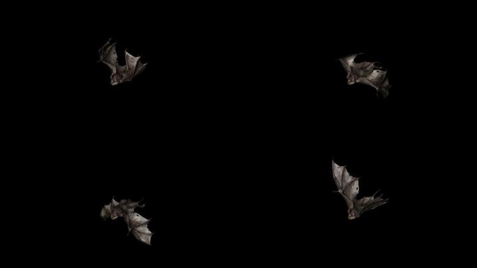 蝙蝠飞翔动画12