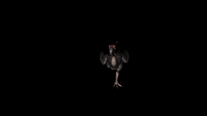 秃鹫奔跑动画03