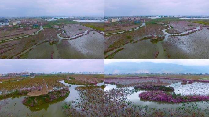 4k航拍、乌云笼罩的紫溪湿地、希望的田野