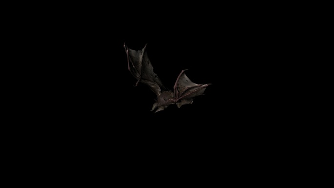 蝙蝠飞翔动画04