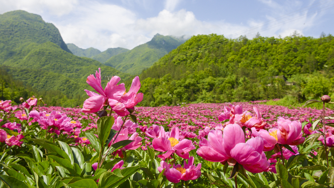 原创4K中药材种植 芍药种植 芍药花海