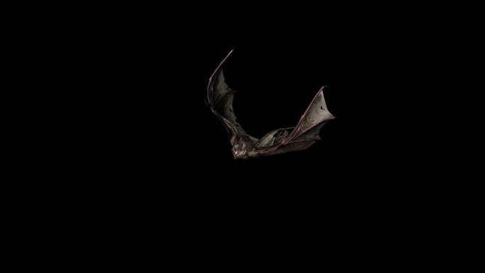 蝙蝠休息动画04