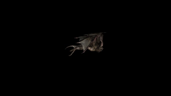 蝙蝠飞翔动画05