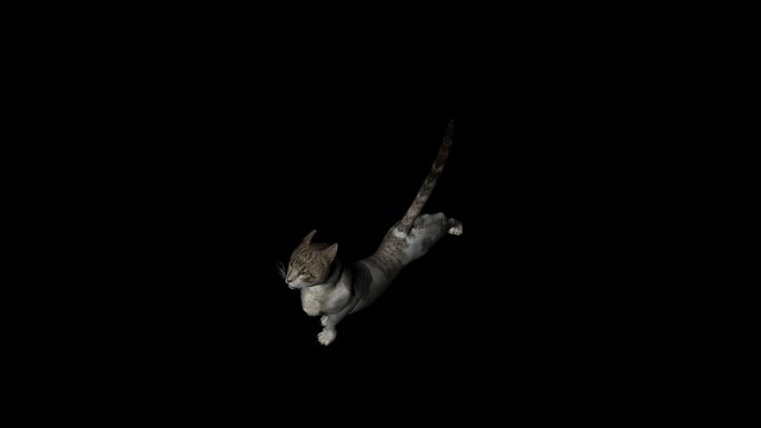 小猫休息动画04