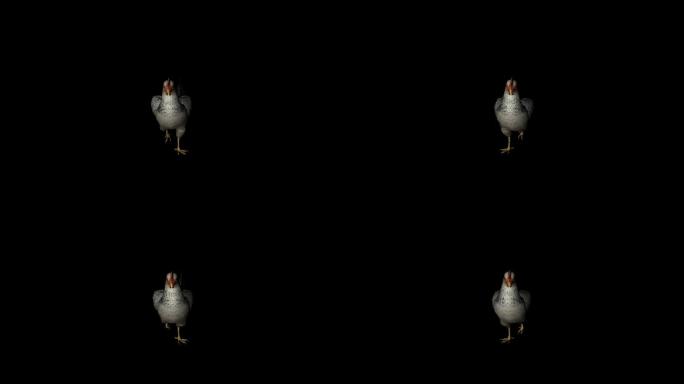 鸡走路动画2