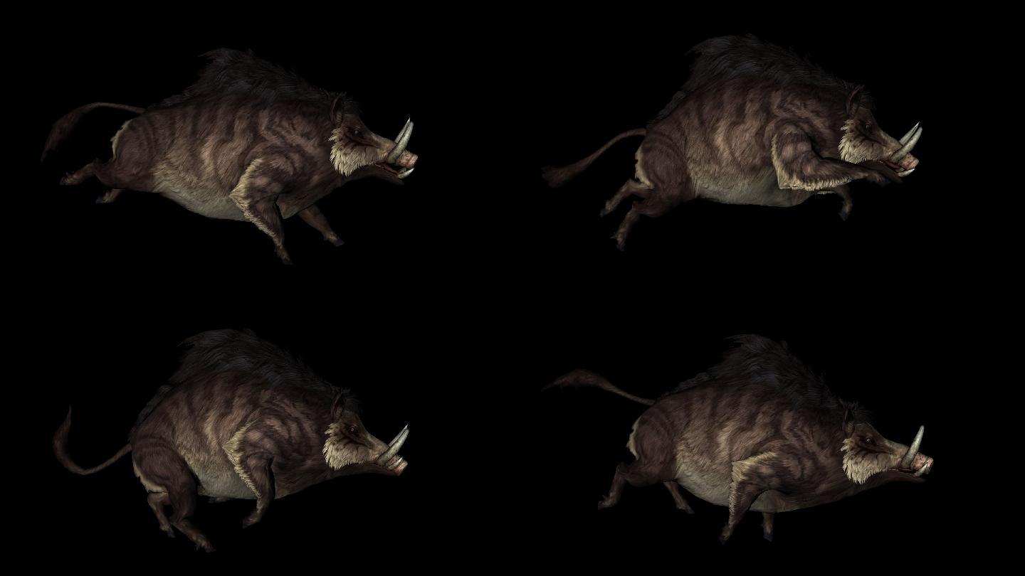 野猪奔跑动画01
