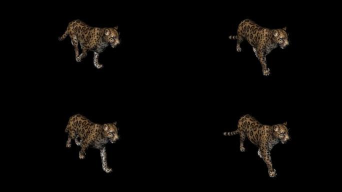棕色美洲豹慢慢走路动画02
