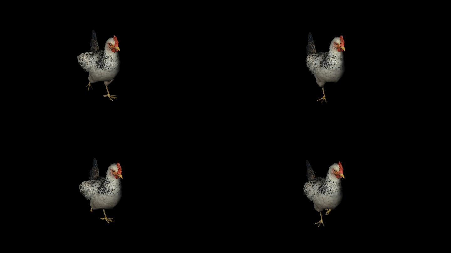 鸡走路动画03