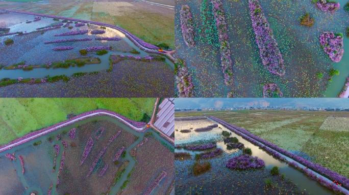湿地视频云南陆良紫溪湿地花湖花岛倒影