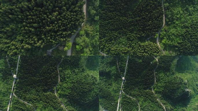 航拍森林树林1080P
