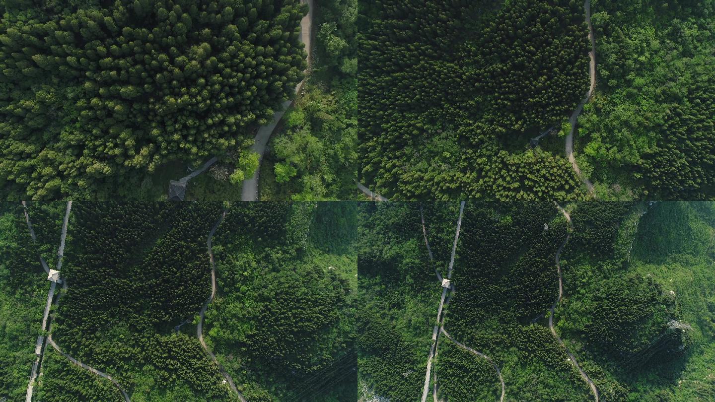 航拍森林树林1080P