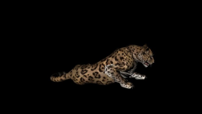 棕色美洲豹爬起来动画01