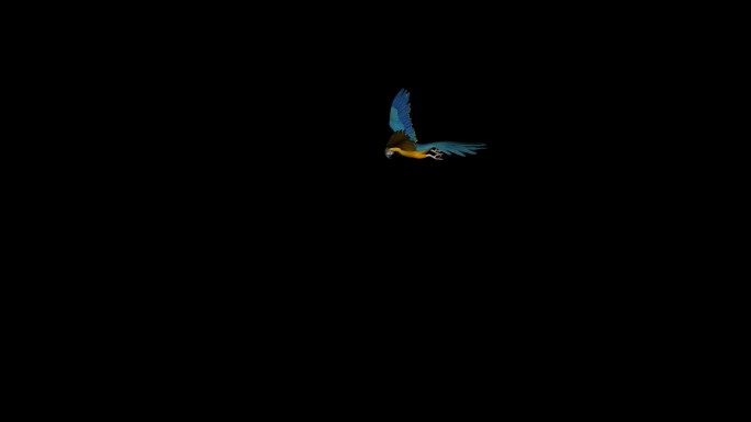 鹦鹉起飞飞翔动画04