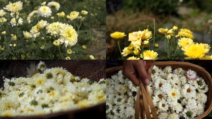 菊花金丝皇菊