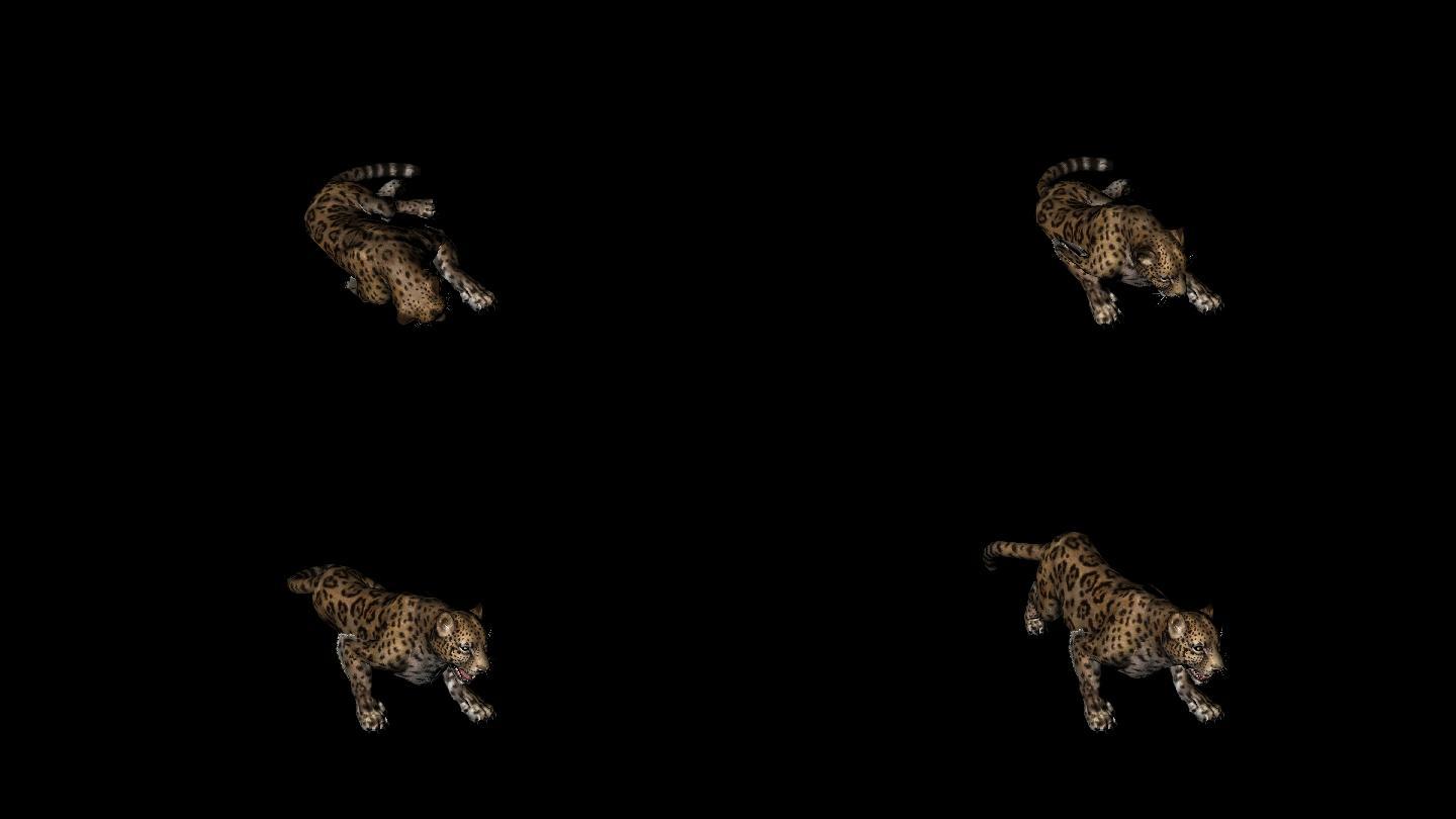 棕色美洲豹爬起来动画02