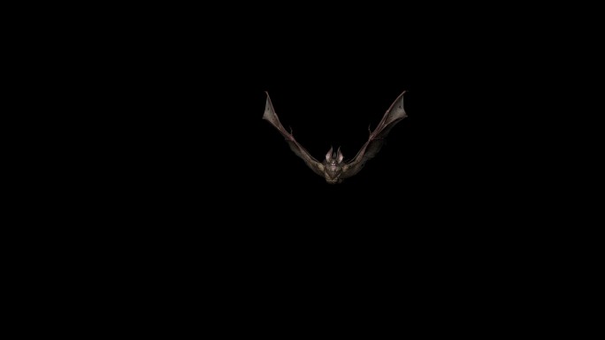 蝙蝠袭击动画06