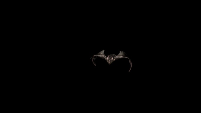 蝙蝠飞翔动画11