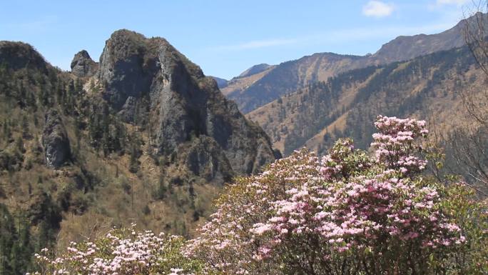 高山粉红色杜鹃花