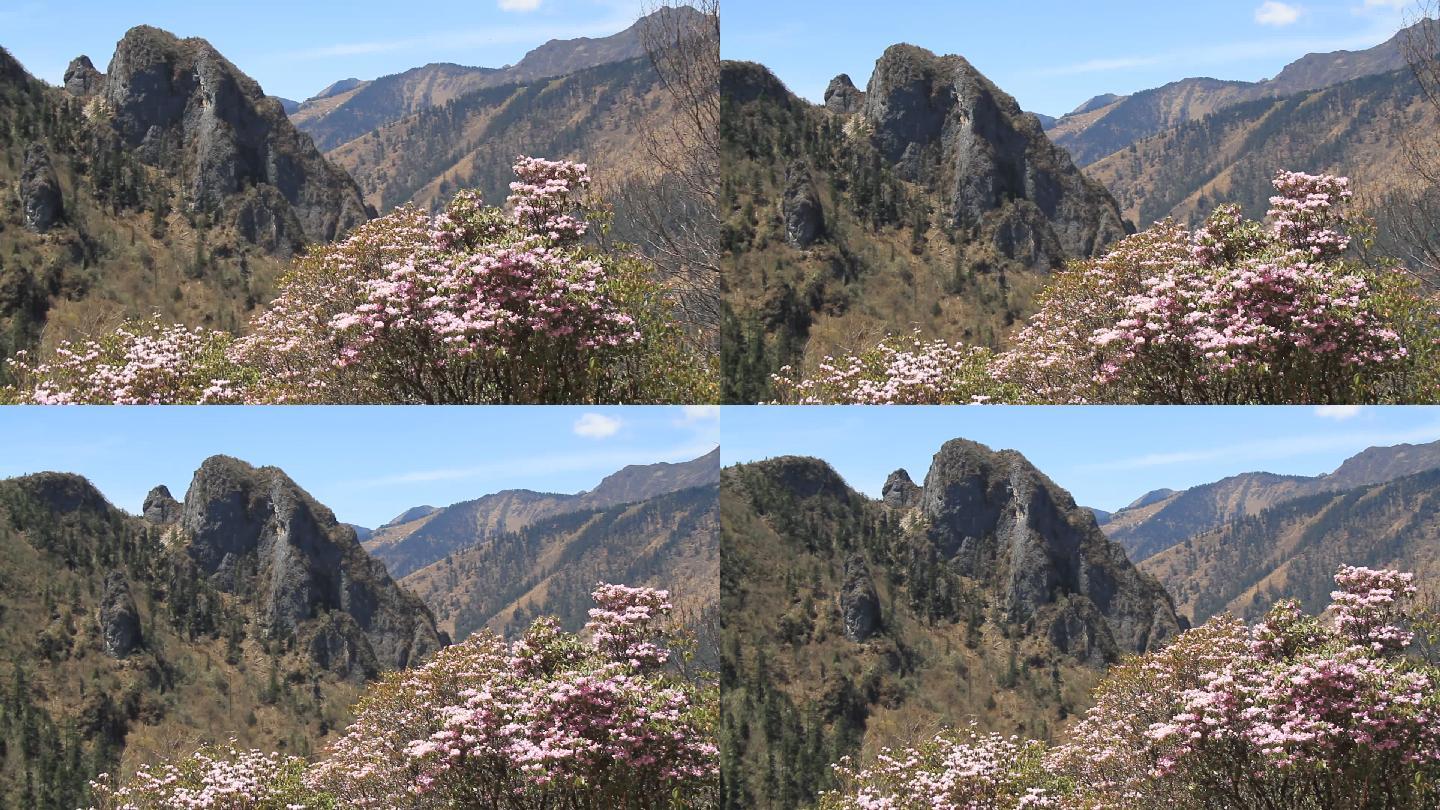 高山粉红色杜鹃花