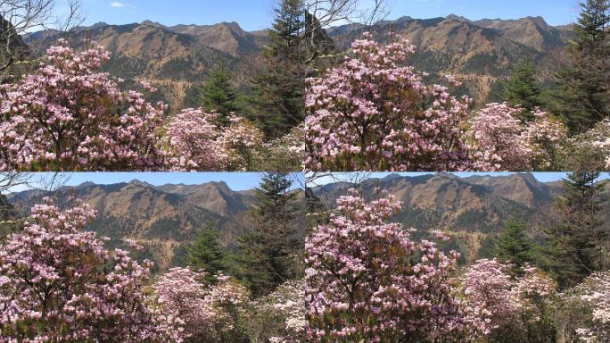 高山粉红色杜鹃花