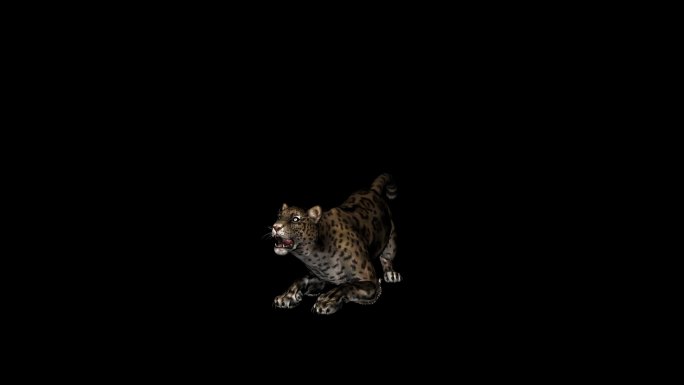 棕色美洲豹攻击动画07