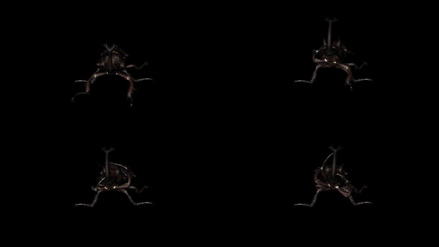 大甲虫动画(1)