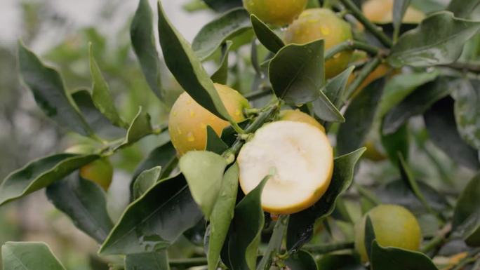 广西柳州柑橘柑桔航拍柑橘橘子种植采摘