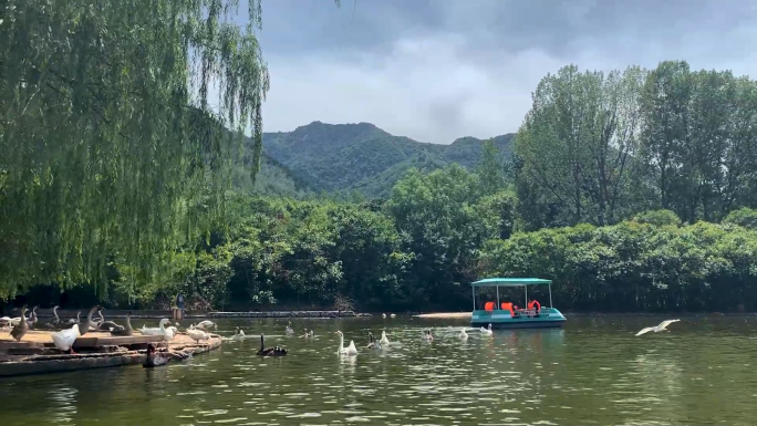 秦岭动物园天鹅湖鸭划船风景