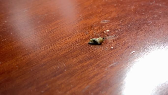 蚊子蚊虫害虫夏天病菌