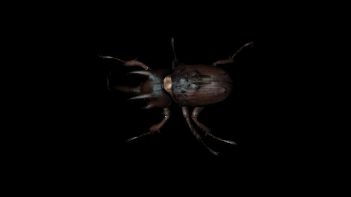 大甲虫奔跑动画(4)