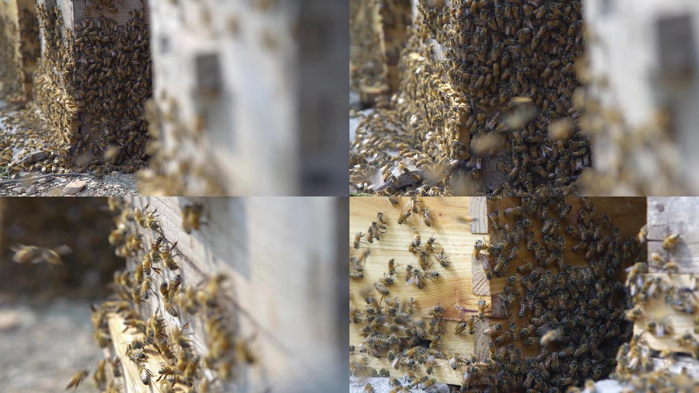 【原创】4K·农村养蜜蜂