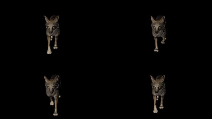 草原狼走路动画(1)